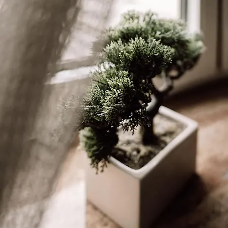 דירה U Camili רווה